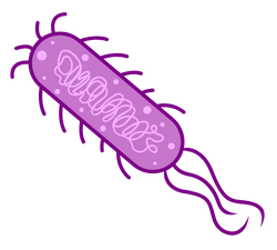 e coli bakterie