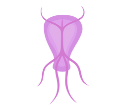 giardia lamblia protozoa